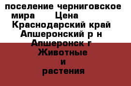 поселение черниговское мира 61 › Цена ­ 10 000 - Краснодарский край, Апшеронский р-н, Апшеронск г. Животные и растения » Собаки   . Краснодарский край